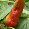 Photo de Capsicum annuum - Piment
