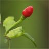 Photo de Capsicum frutescens - Piment de cayenne