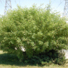 Photo de caraganier de Sib�rie - Caragana arborescens
