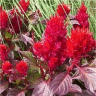 Photo de fleurs de c�losie plumeuse