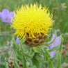 Photo de fleurs de centaur�e jaune - Centaurea macrocephala
