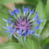 Photo de fleur de centaur�e bleuet - Centaurea cyanus