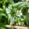 Photo de fleur de c�raiste vulgaire - Cerastium vulgatum