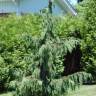 Faux cypr�s pleureur - Chamaecyparis nootkatensis