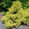 Faux cypr�s de Sawara - Chamaecyparis pisifera