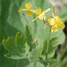 Photo de fleurs et fruits de ch�lidoine - Chelidonium majus