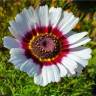 Chrysanth�me a car�ne - Chrysanthemum carinatum