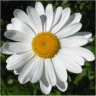 Photo de fleur de marguerite