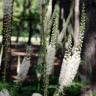 Photo de fleurs de cierge d'argent - Cimicifuga racemosa