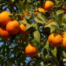Photo d'oranger - Citrus sinensis