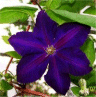 Photo de fleur de cl�matite blue navy