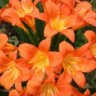 Photo de fleurs de Clivie - Clivia miniata