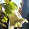 Photo de fleur de cob�e grimpante (pr�coce)