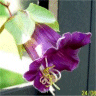 Photo de fleurs de cob�e grimpante