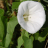 Photo de liseron des haies - Convolvulus sepium