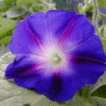 Photo de belle de jour - Convolvulus tricolor