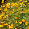 Photo de cor�opsis �l�gant - Coreopsis tinctoria