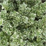 Photo d'arbuste cornouiller blanc - Cornus alba
