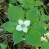 Photo de cornouiller du Canada - Cornus canadensis