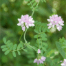 Photo de coronille bicolore - Coronilla varia