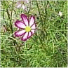 Photo d'une fleur de cosmos