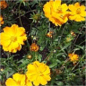 Photo de fleur de cosmos sulphureus