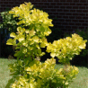Photo d'arbre � perruque 'Golden Spirit' - Cotinus coggygria 'Golden Spirit'