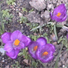 Crocus x hybridus - Photo de fleurs de crocus hybrides
