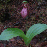 Photo de fleurs de cyprip�de acaule - Cypripeduim acaule