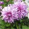 Photo de fleurs de dahlia d�coratif
