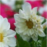 Photo de fleurs de dahlias figaro