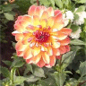Photo d'une fleur de dahlia g�ant