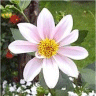 Photo de fleur de dahlia simple