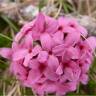 Daphn� cam�l�e - Daphne cneorum