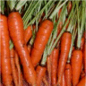 Photo de carotte - Daucus carota
