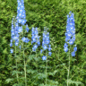 Delphiniums hybrides - Delphinium x hybrida