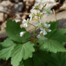 Photo de dentaire � deux feuilles - Dentaria diphylla