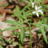 Photo de dentaire lacini�e - Dentaria laciniata