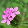 Photo de fleurs d'oeillet arm�ria - Dianthus armeria