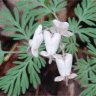 Photo de fleurs de dicentre du Canada - Dicentra canadensis