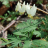 Photo de dicentre � capuchon - Dicentra cucullaria