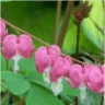 Photo de fleurs de coeurs saignants