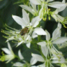 Photo de fleurs de fraxinelle - Dictamnus albus