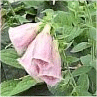 Photo de fleurs de digitale pourpre