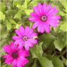Photo de fleurs d'osteospernum