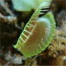 Photo de dion�e attrape mouche - Dionaea muscipula