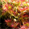 Photo de drosera rotundifolia