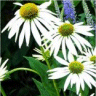 Photo de fleurs d'�chinac�e blanc
