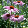 Photo de fleur d'�chinac�e purpurea prima donna