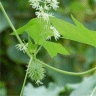 Photo de fleurs et fruits d'�chinocystis lob�e - Echinocistis lobata